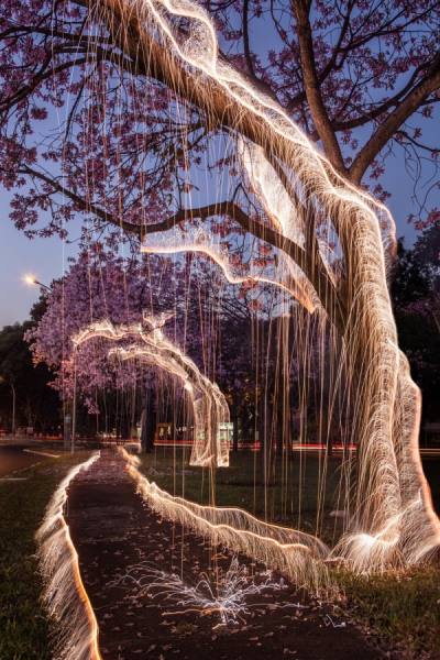 Photograph Vitor Schietti Trees Of A Lucid Dream 5 on One Eyeland