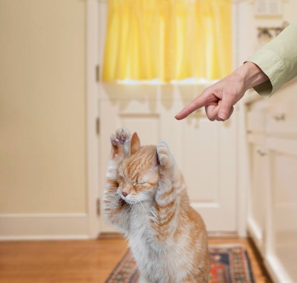 Photograph John Lund Bad Kitty on One Eyeland