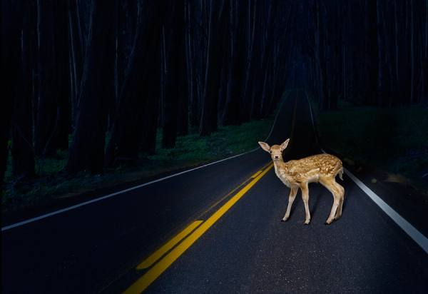 Photograph John Lund Deer In The Headlights on One Eyeland