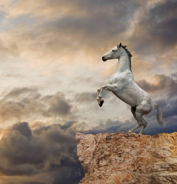 Photograph John Lund Rearing Horse on One Eyeland