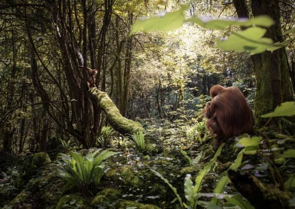 Photograph Matt Walford The Orangutans on One Eyeland