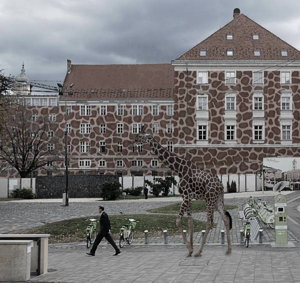 Photograph Spyros Mouzakitis Giraffe on One Eyeland