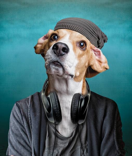 Photograph Anna Bodnar Cool Dogs on One Eyeland