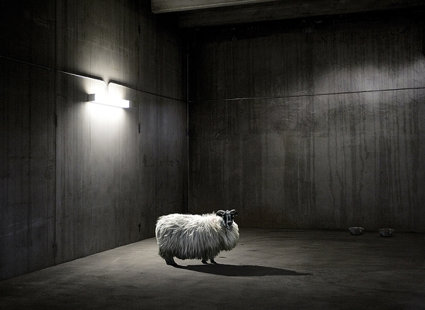 Photograph John Fulton A Curious Pet on One Eyeland