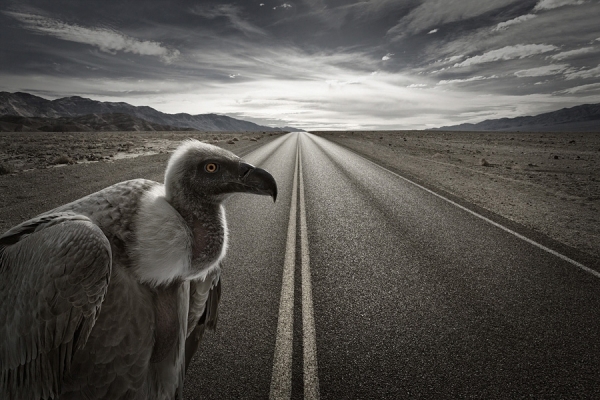 Photograph Glen Wexler Aftermath I on One Eyeland