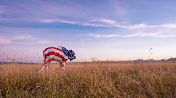 Photograph Audrey Hall American Bison And Crescent Moon on One Eyeland