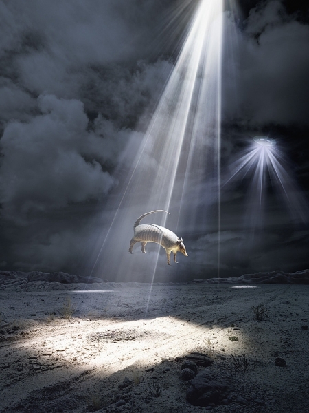 Photograph Glen Wexler Armadillo Abduction on One Eyeland