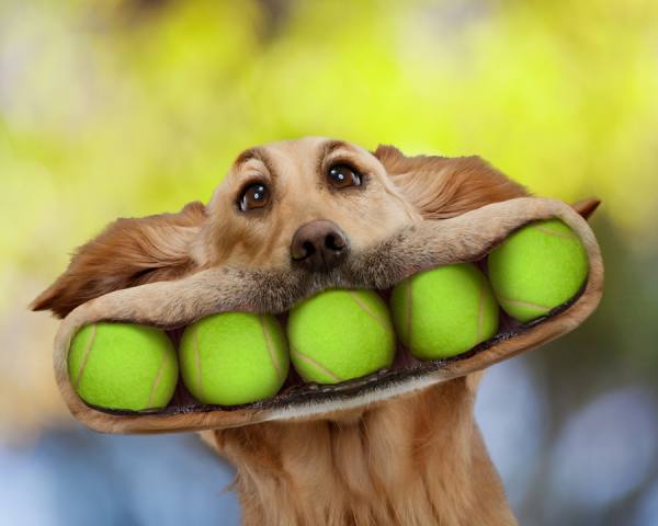 Photograph John Lund Ball Dog on One Eyeland