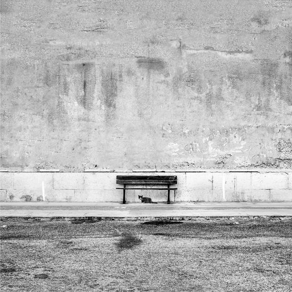 Photograph Jose Conceptes Banco Y Gato on One Eyeland
