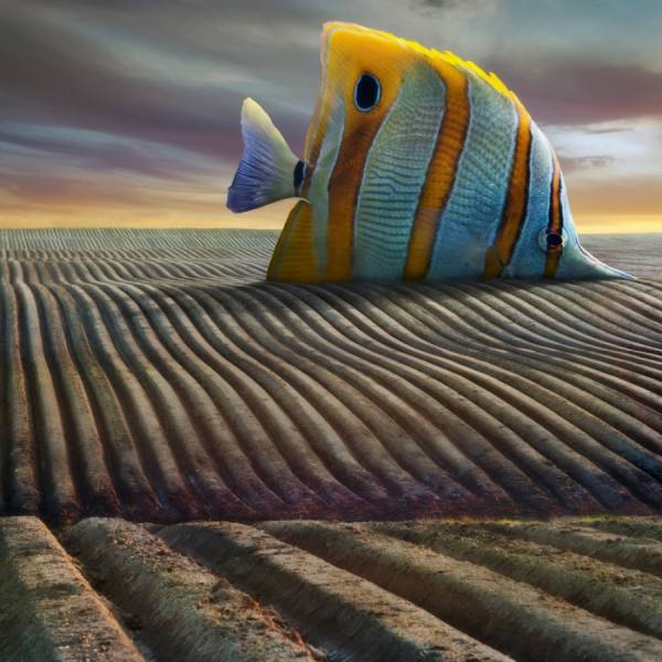 Photograph Dariusz Klimczak Big Fish on One Eyeland