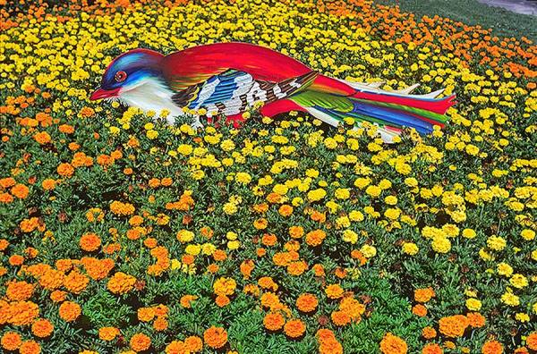 Photograph Robert Funk Bird In The Bronx on One Eyeland