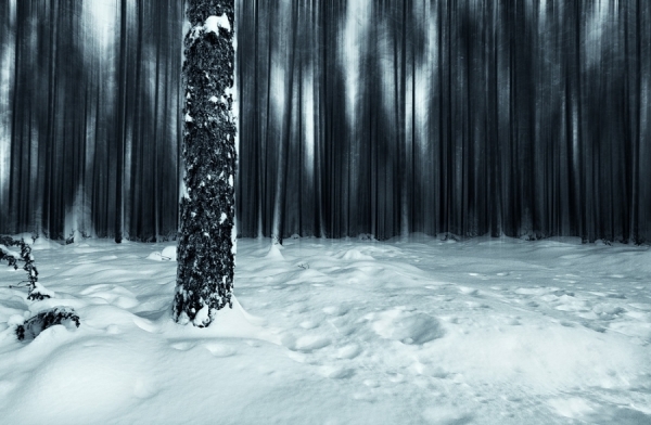 Photograph Joni Niemela Blurred Forest on One Eyeland