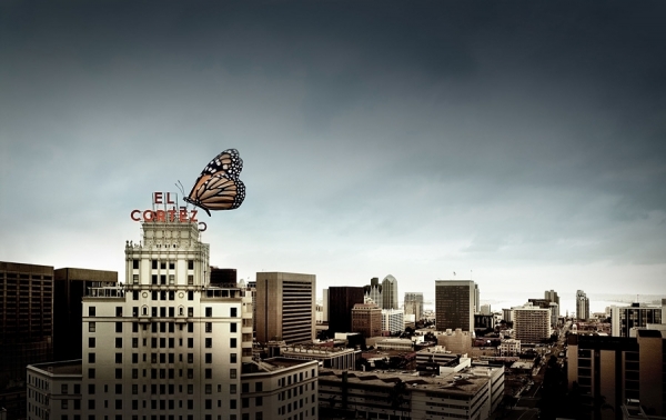 Photograph Dana Neibert Butterfly on One Eyeland