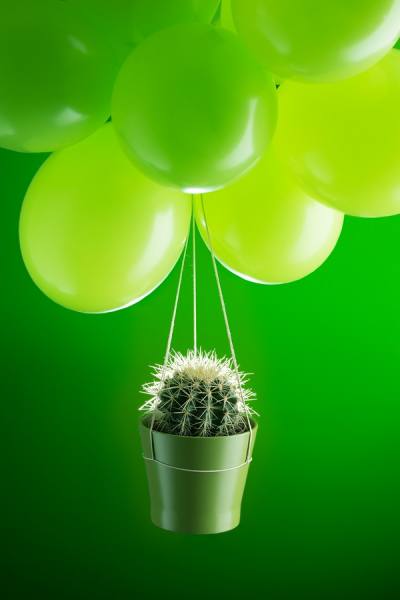 Photograph Mayda Mason Cactus And Baloons on One Eyeland