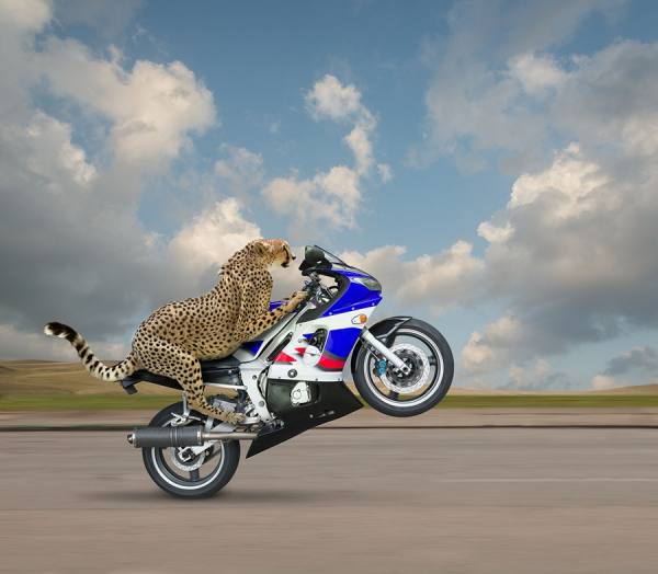 Photograph John Lund Cheetah Speed on One Eyeland