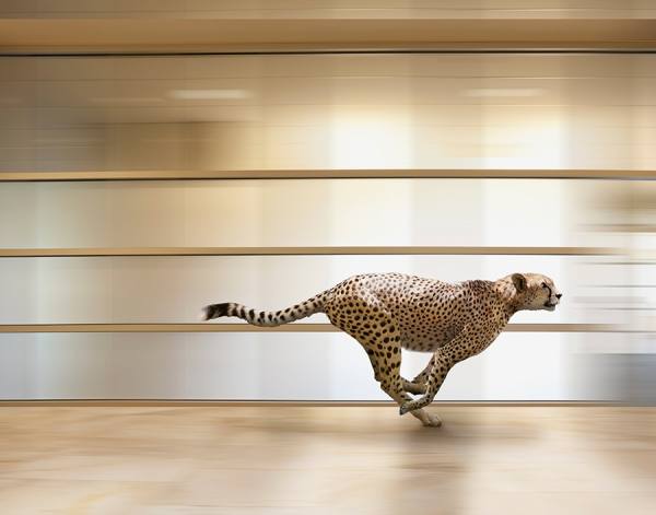 Photograph John Lund Cheetah Speed on One Eyeland