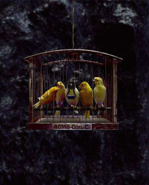 Photograph James Porto Coal Canaries on One Eyeland