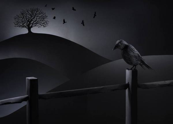 Photograph Tal Silverman Crow Paper Landscape on One Eyeland