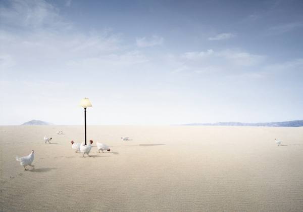 Photograph William Huber Desert Chickens on One Eyeland