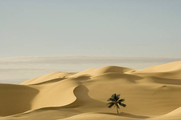 Photograph John Lund Desert Palm on One Eyeland