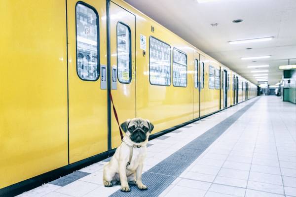 Photograph A Tamboly Dog In Leech on One Eyeland