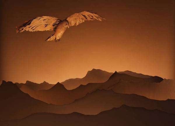 Photograph Tal Silverman Eagle Paper Landscape on One Eyeland