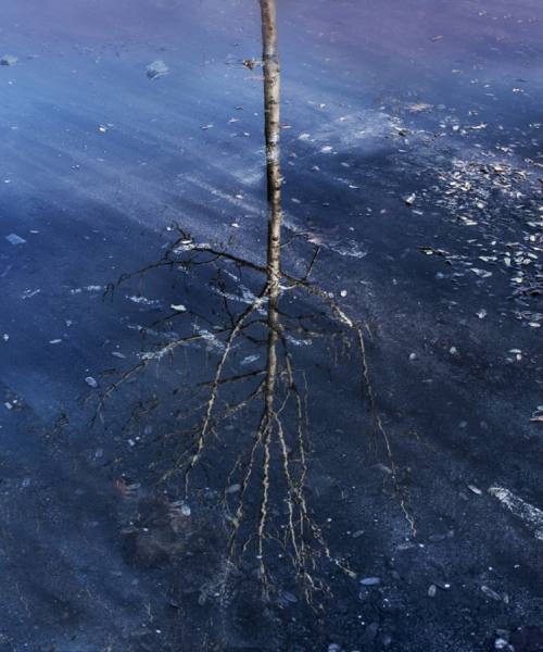 Photograph Jose Conceptes El Arbol De Tiza on One Eyeland