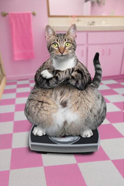 Photograph John Lund Fat Cat on One Eyeland
