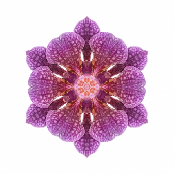 Photograph Chris Mollison Florascopes No2 on One Eyeland