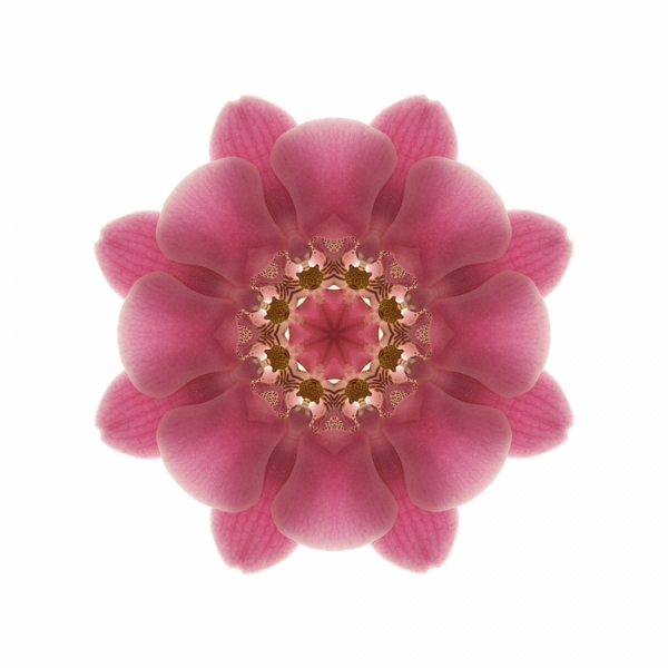 Photograph Chris Mollison Florascopes No3 on One Eyeland