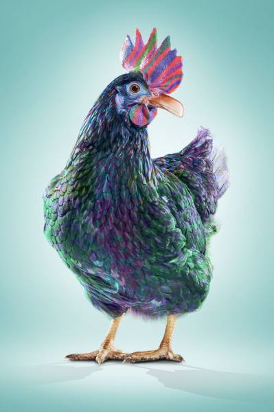 Photograph Tommaso Revelant Freaky Chicken on One Eyeland