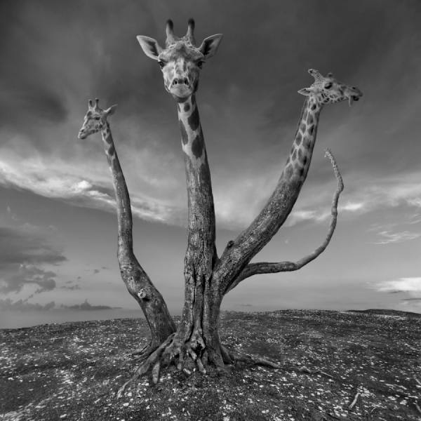 Photograph Dariusz Klimczak Giratree on One Eyeland