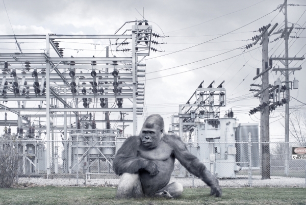 Photograph Chris Clor Gorilla on One Eyeland