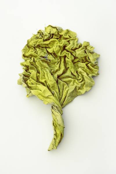 Photograph Jose Laino Green Cloth on One Eyeland