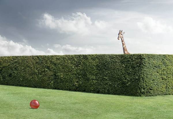 Photograph Chris Clor Hedge on One Eyeland