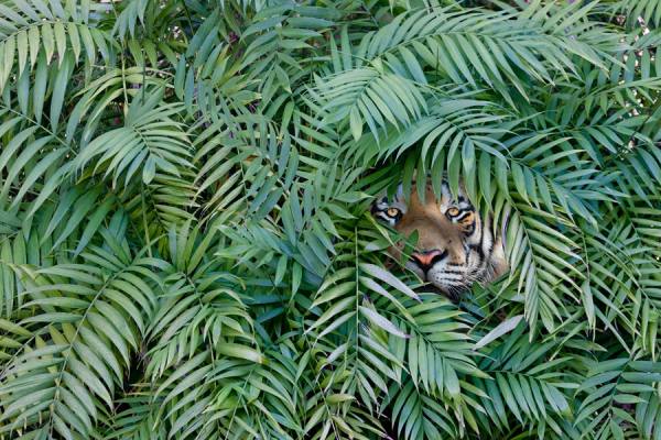 Photograph John Lund Jungle Cat on One Eyeland