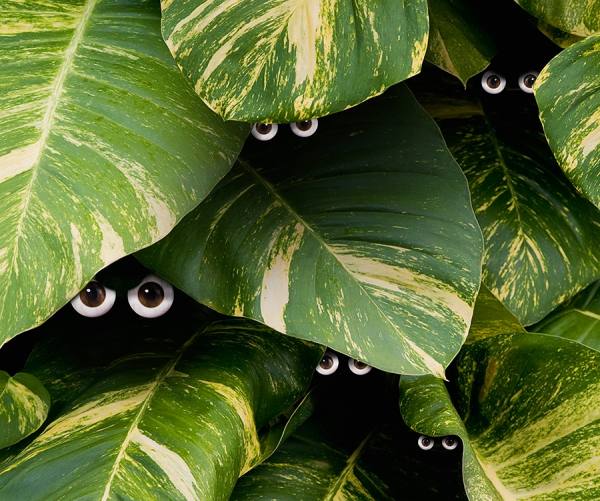 Photograph John Lund Jungle Eyes on One Eyeland