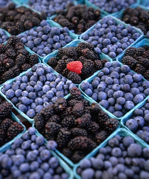 Photograph Kevin Steele Lone Fruit on One Eyeland
