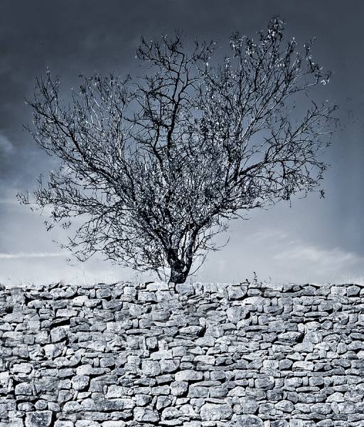 Photograph Jose Conceptes Macetero De Piedra on One Eyeland