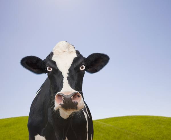 Photograph John Lund Mad Cow on One Eyeland