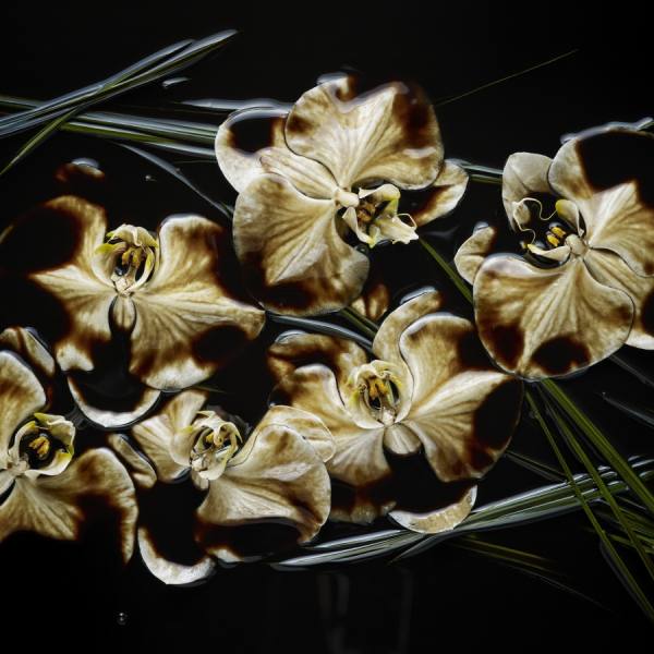 Photograph Marc Tule Orchids on One Eyeland