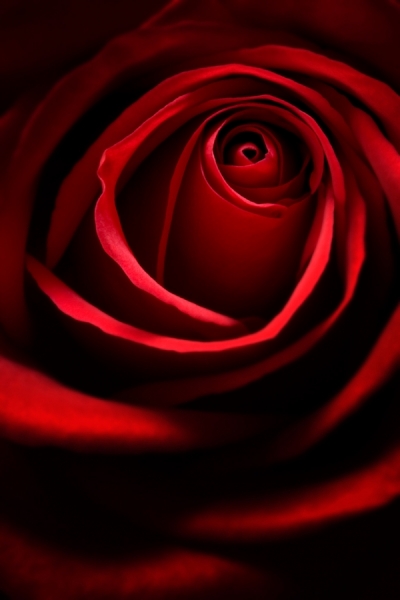 Photograph George Robinson Red Rose on One Eyeland