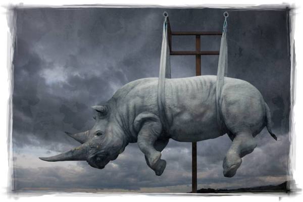 Photograph Richard Desmarais Rhino on One Eyeland