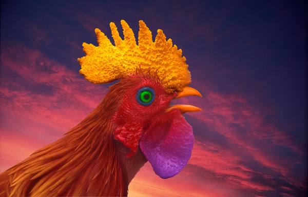 Photograph John Lund Rooster on One Eyeland
