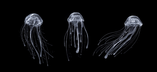 Photograph Monica Stevenson Secret Liquid Jellyfish on One Eyeland