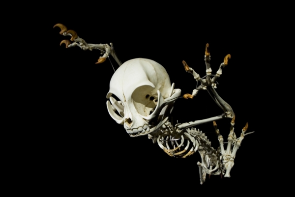 Photograph Axel Fassio Skeleton on One Eyeland