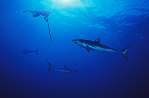 Photograph Eric Prine Spear Fishing Makos on One Eyeland