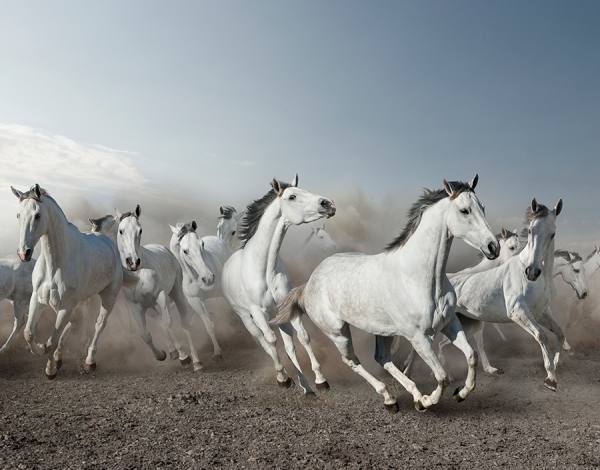 Photograph John Lund Stampeding Horses on One Eyeland