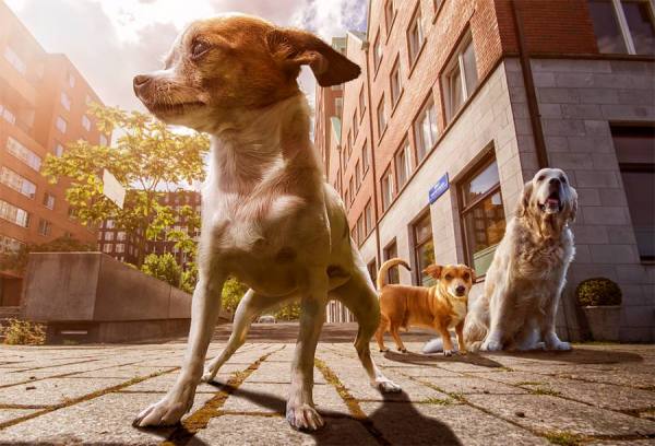 Photograph Adrian Sommeling Strength Is A Matter Of Perspective on One Eyeland