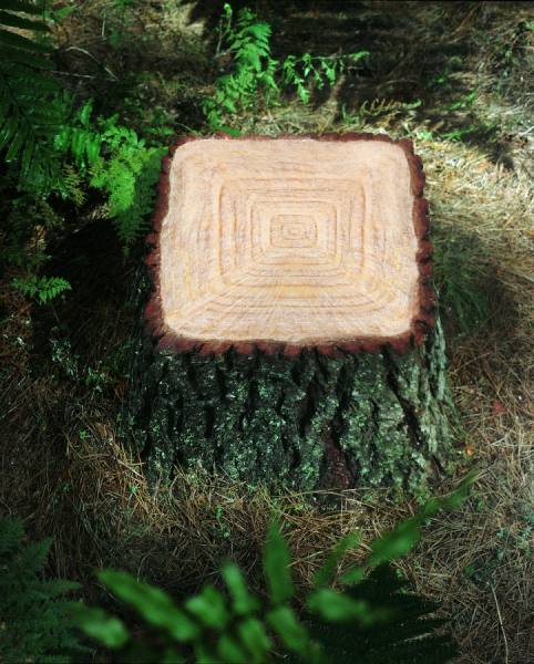 Photograph Shaun Pettigrew Stump on One Eyeland